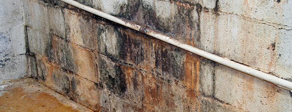 mold